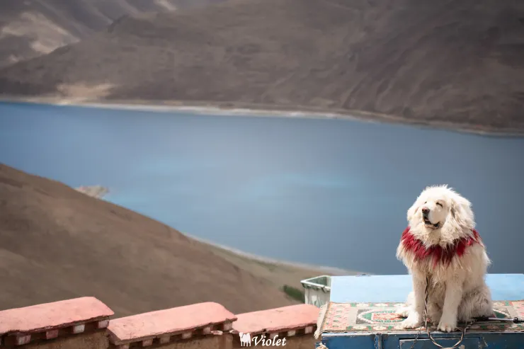 羊卓雍措 藏獒 (團友拍的照片)