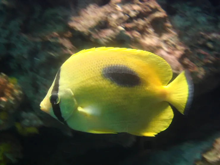 黃一點蝴蝶魚眼睛深藏在深黑色的色帶中 身體背部有著大而顯著的斑點