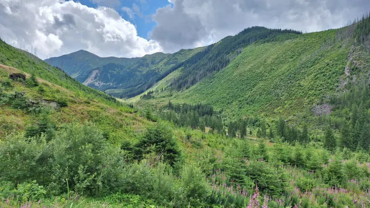 Starorobociańska Dolina