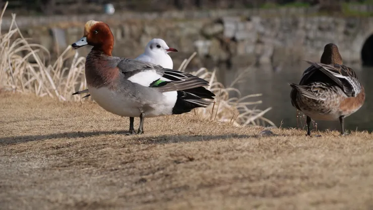 後面來了一隻紅嘴鷗，小鳥相處和諧