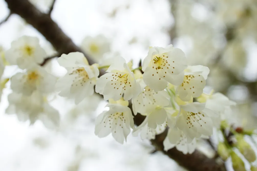 魔法森林裡的鹿的沙龍