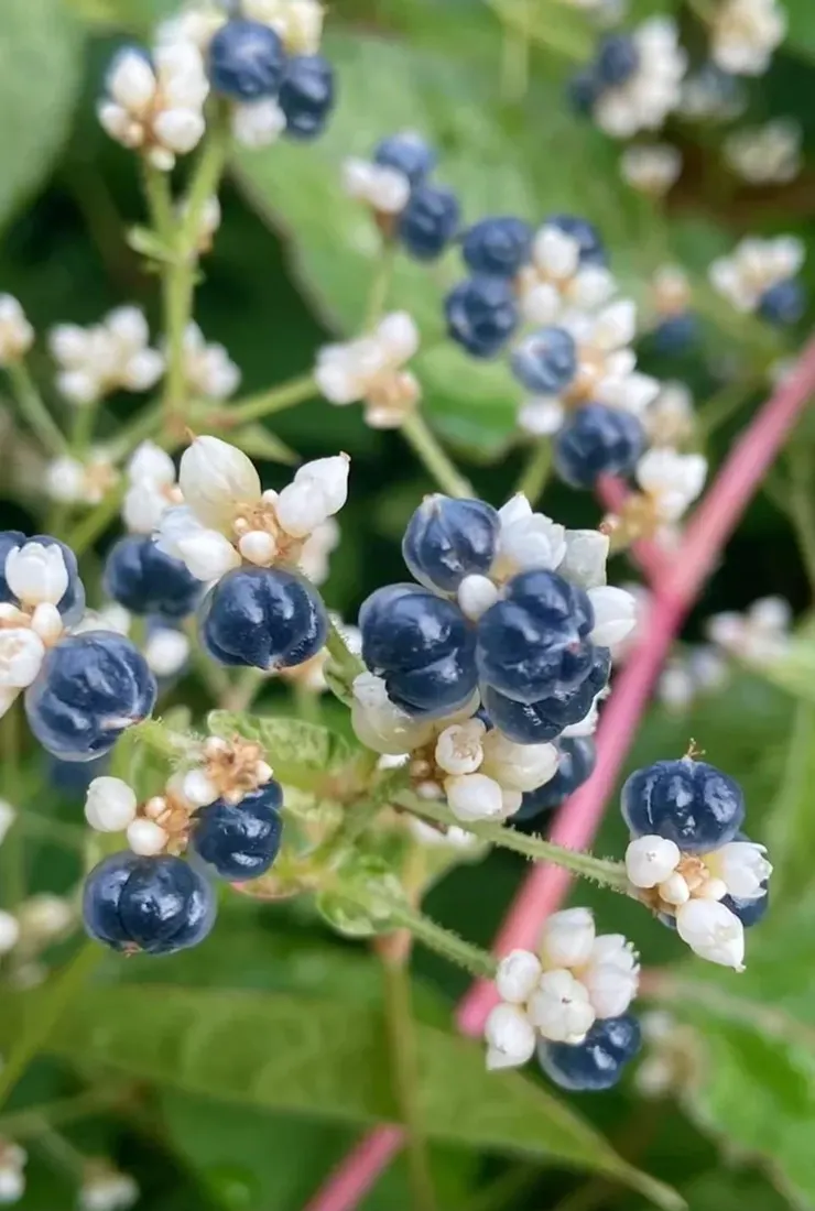 火炭母花朵及果子