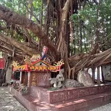 古樹大榕樹(圖片截圖於網路)