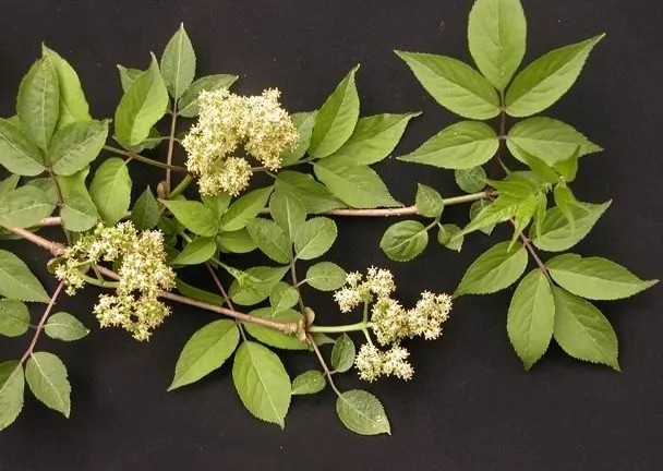 接骨木在世界各地都有,且普遍都被當作藥用植物,圖為產於中國的接骨木(Sambucus williamsii Hance)