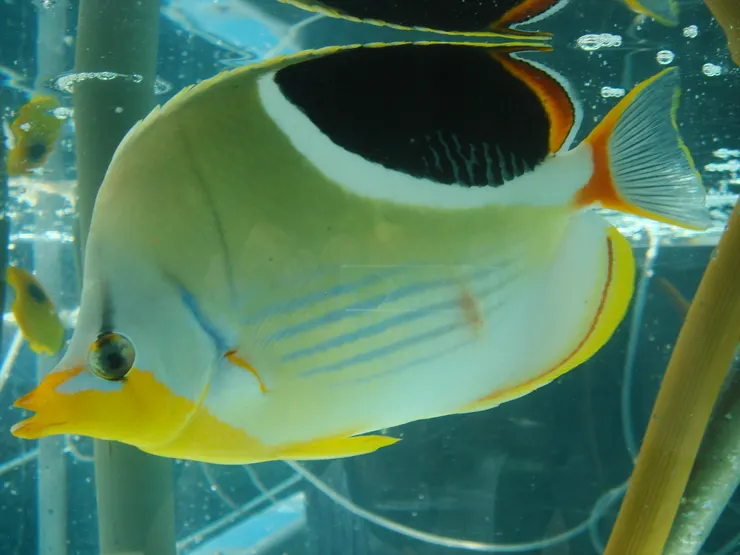 鞍斑蝴蝶魚身體上的大形色斑破壞了魚體的輪廓達成偽裝隱藏的效果