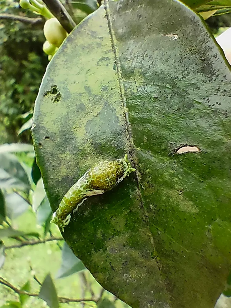 鳥糞狀的鳳蝶寶寶