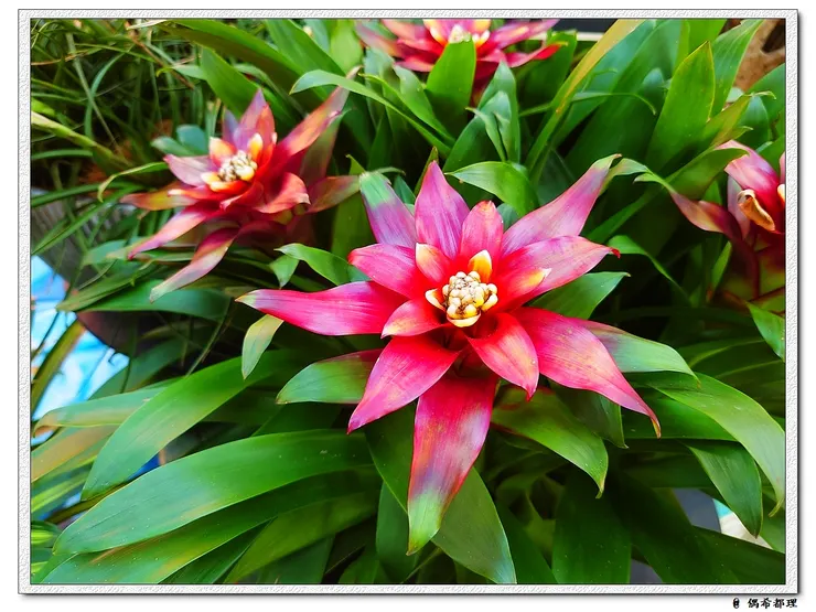 【2022秋季蘭花暨盆花展】