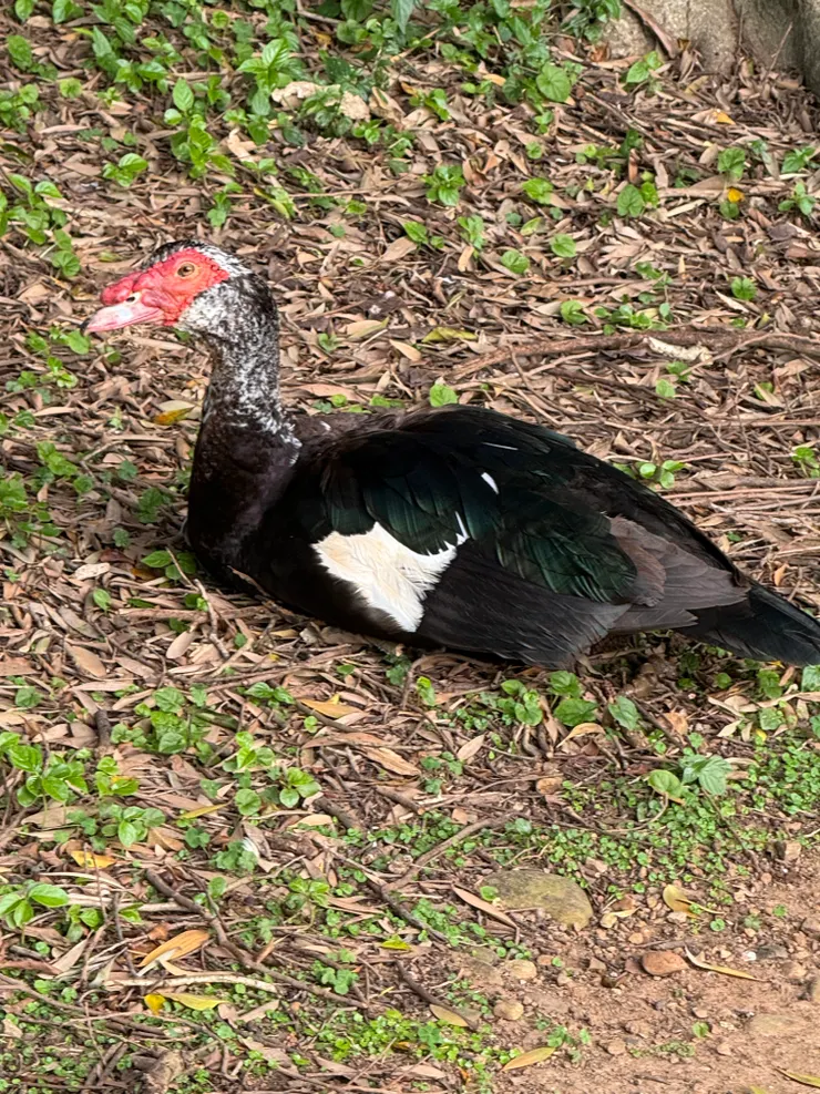 2026/04/20 可能在孵蛋的鴨子