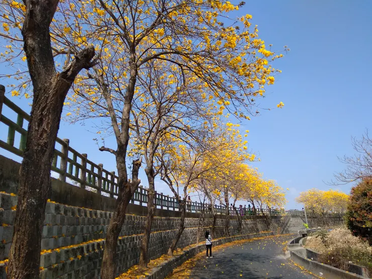 台灣三月的黃風鈴木。