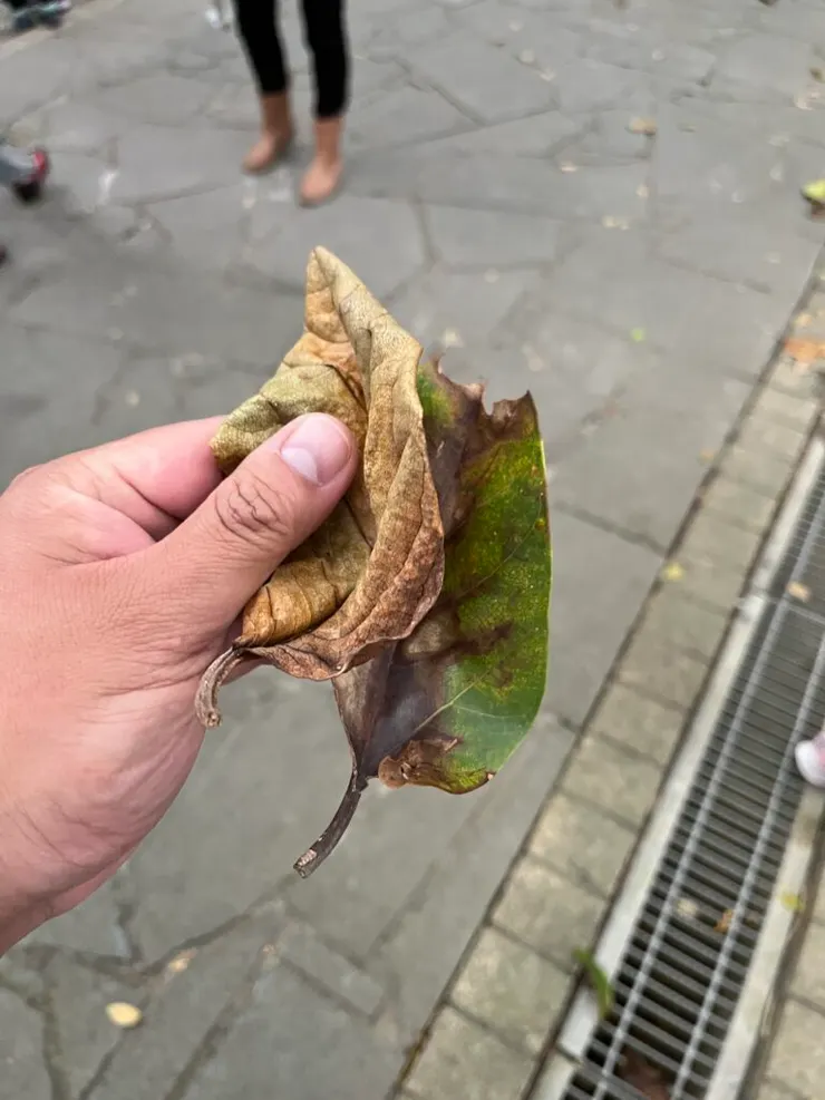 摸起來感覺很厚的葉子