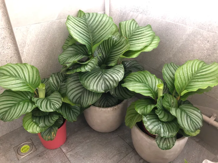 dracaena pflanze braune bltter Grosser Drachenbaum