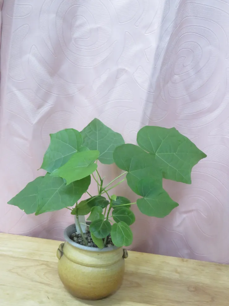 大安社大111.06.10