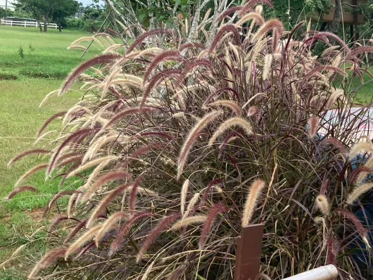 美麗的蘭尾草