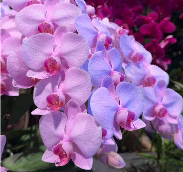 2025 亞太蘭花會議暨台灣國際蘭展