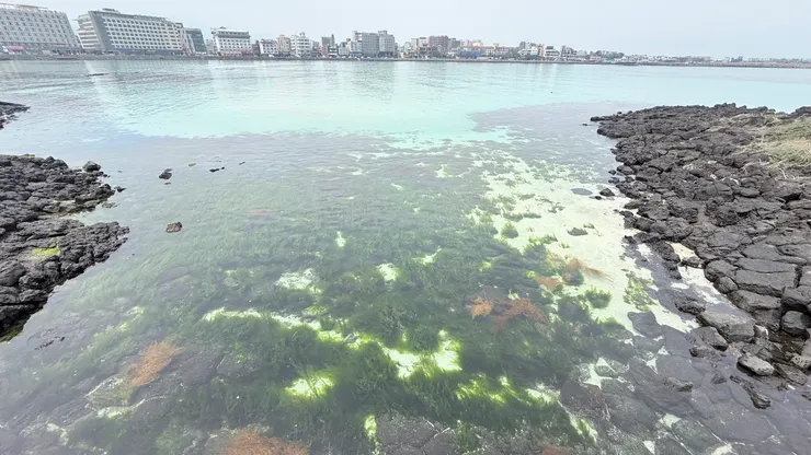 海水清澈可見海草