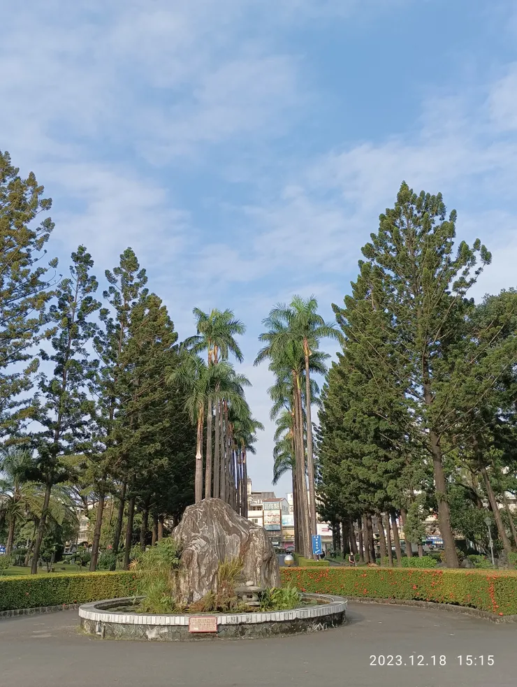 屏東大學大門進入，中為大王椰樹，旁是小葉南洋杉，均高聳入天