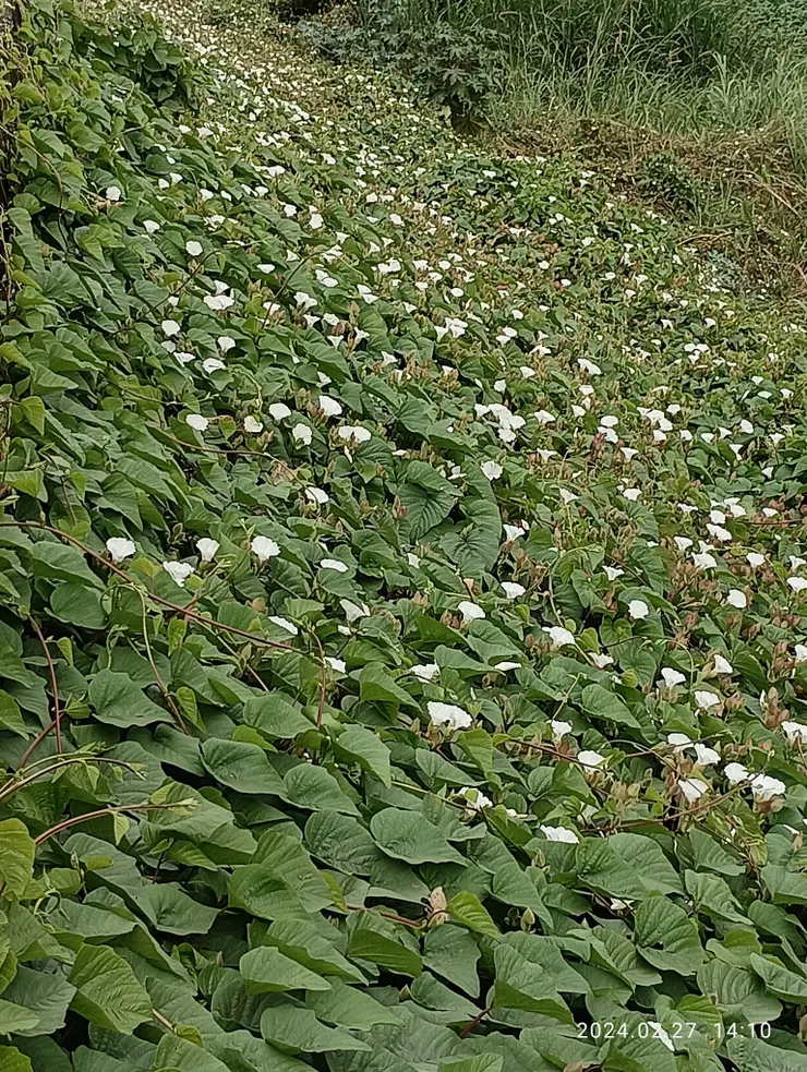 十里濱旋花白麗，高屏溪岸均可隨處見