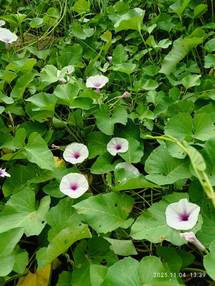 近日野地蕃薯藤花開遍，自拍攝