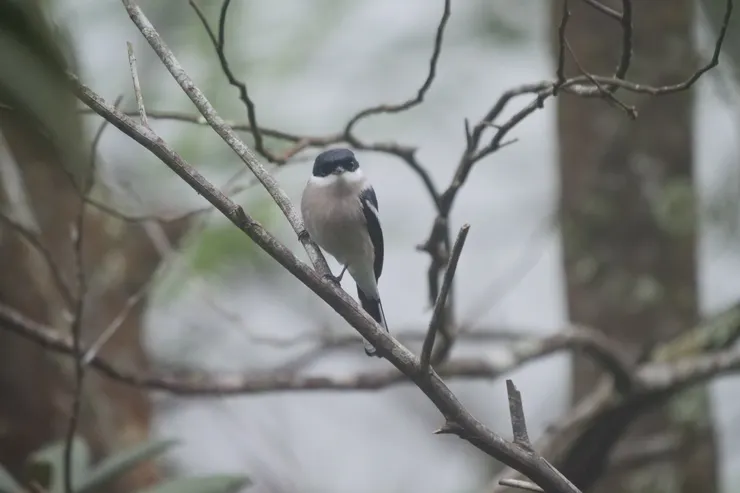 只有一根手指長的小小鳥 Bar-winged flycatcher-shrike
