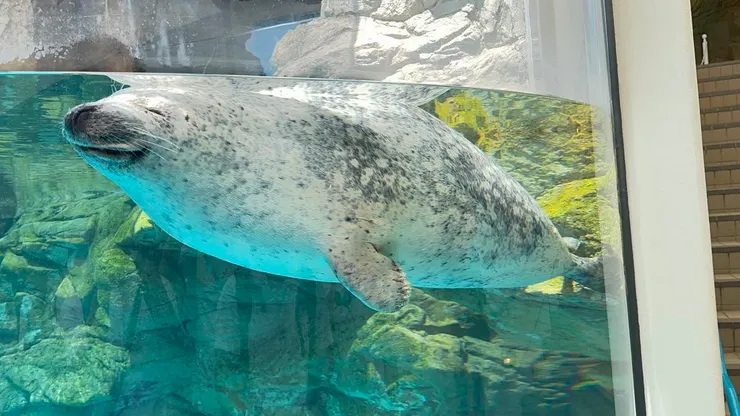 罷工的京都水族館海豹