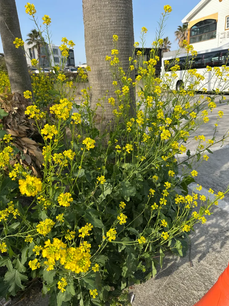 因為「苦盡柑來遇見你」愛上了油菜花