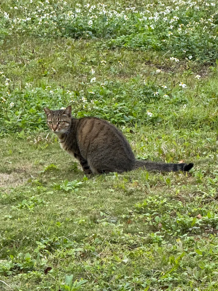 2026/01/05 散步看到的貓