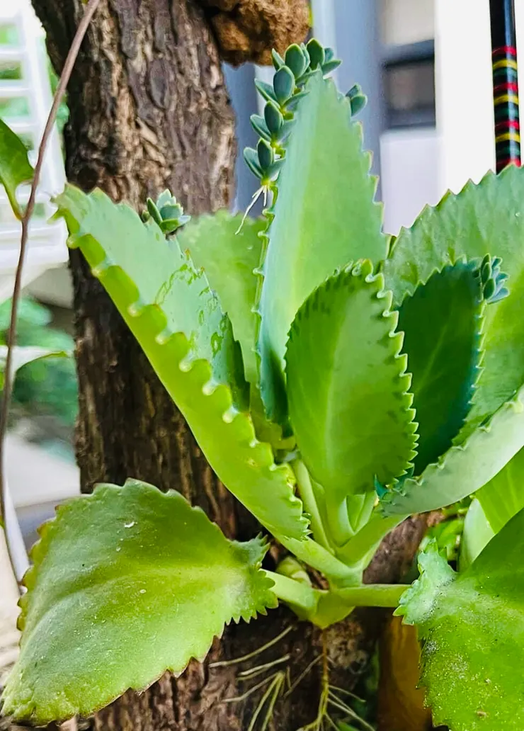 葉緣的凹陷處,長出來的嫩芽,就是「不定芽」。