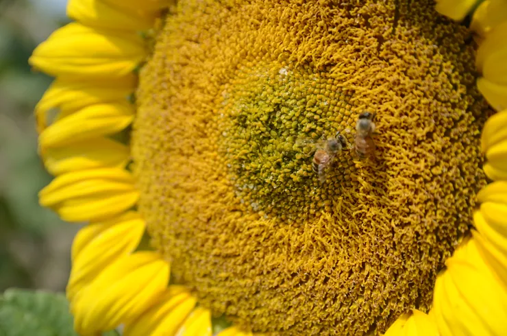 要觀察向日葵花盤的神秘的數字,得在向日葵花粉成熟前或結籽時。密密覆蓋著花粉的向日葵花盤就看不到了。