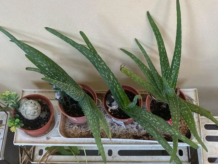 同一個位置的這三株蘆薈