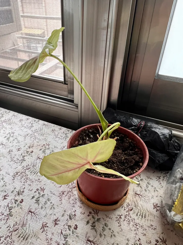 本來看起來真的不太好，換盆之後冒了新芽