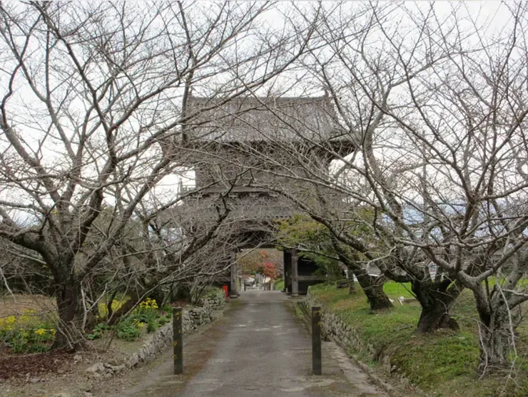 第8番熊谷寺山門後方,兩排的櫻花樹,三、四月一定美到不行。