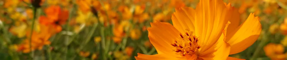 艾娃找艾娃的沙龍