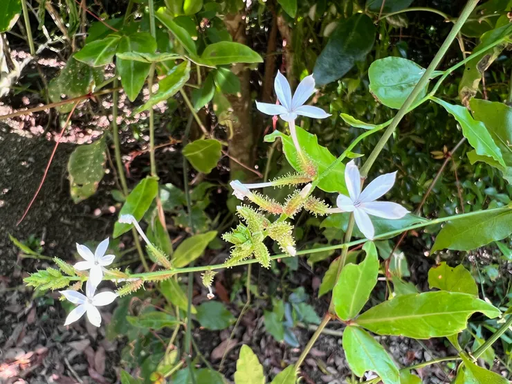 烏面馬、黑面馬、白花丹、白花藤；攝於台南南化鈺鼎步道，原產地印度、斯里蘭卡，1645 年荷蘭人引入台灣。台灣全島低海拔灌叢及草原；澎湖亦有http://kplant.biodiv.tw/烏面馬/白花藤.htm