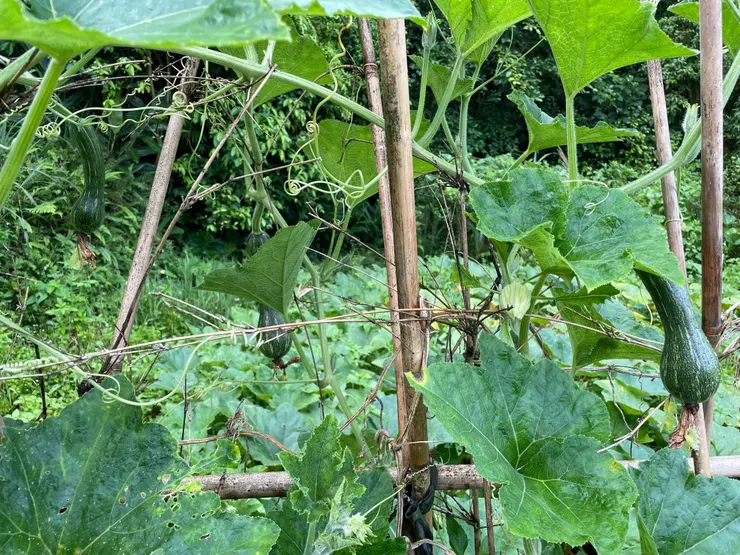 畫面裡有三顆南瓜!