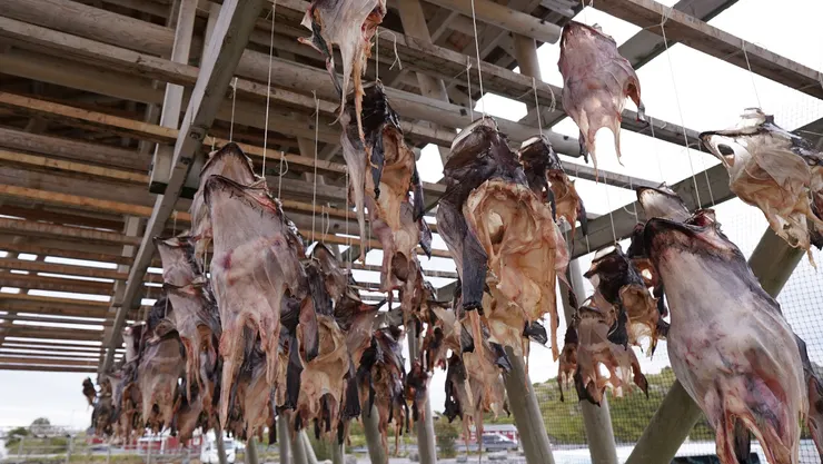 只剩下鱈魚頭，乏人問津嗎？