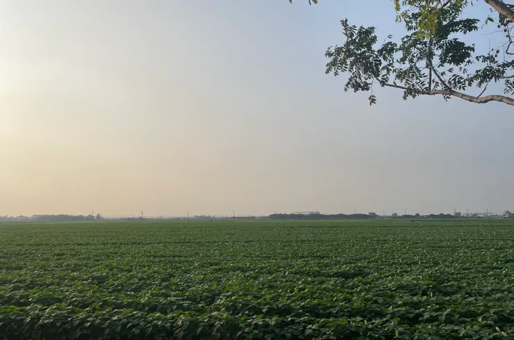 屏東鄉下的廣大毛豆田