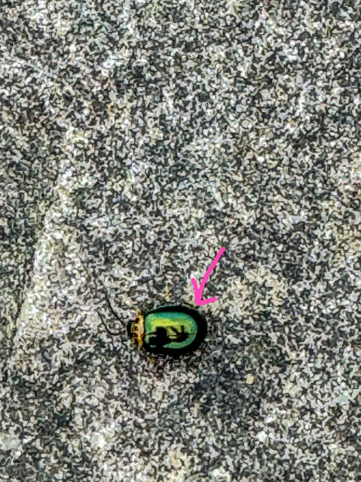 石階步道上發現1公分小金龜，刻意在他的背上比YA拍下來！！自己的快樂自己找～～😆