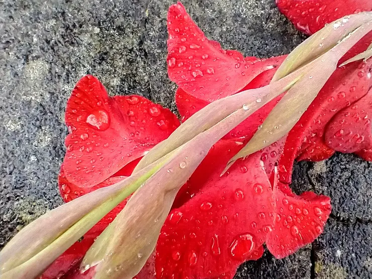 兩岸網民陷入獵巫似的歇斯底里