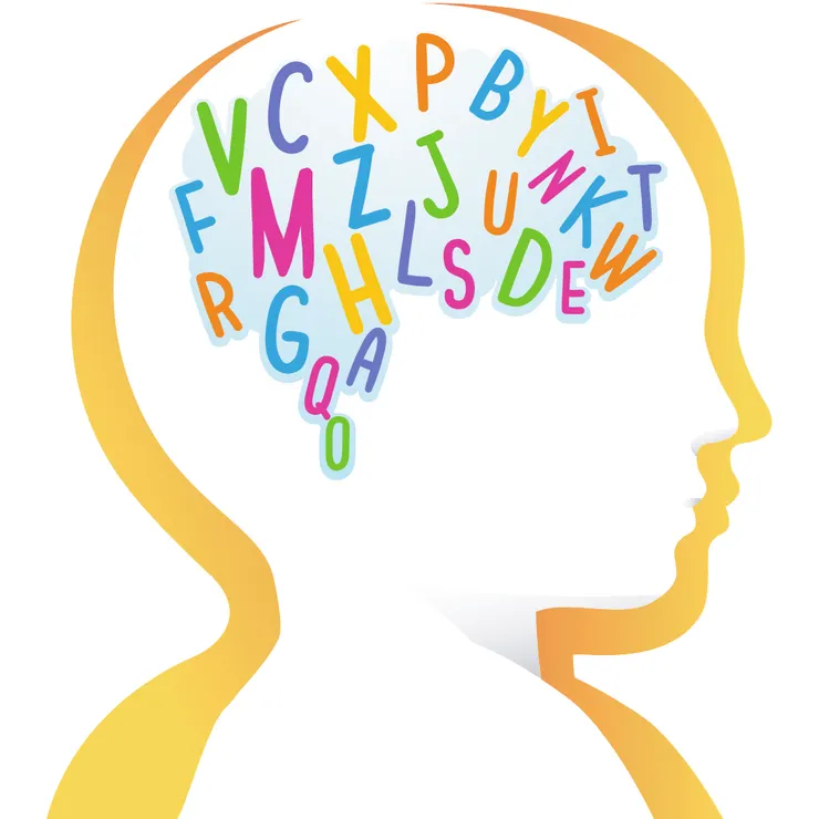 大腦遺忘的速度極快,學習一旦停止,就開始遺忘