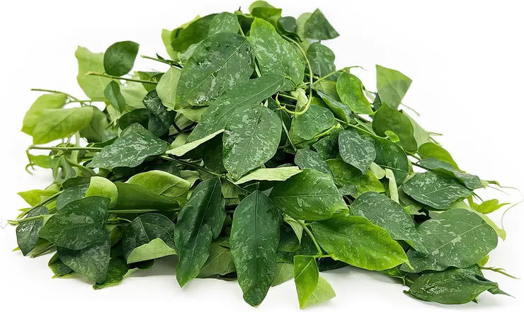 樹仔菜（Cangkuk Manis / Sayur Manis）