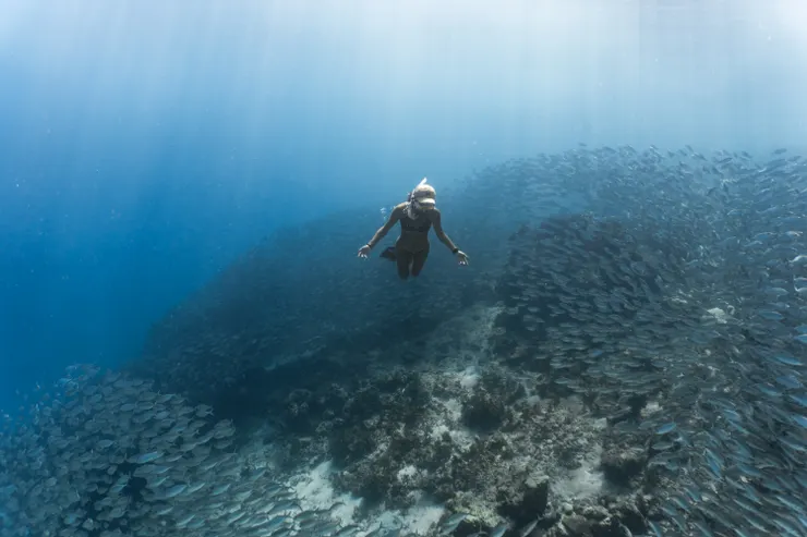 令人驚艷的魚群