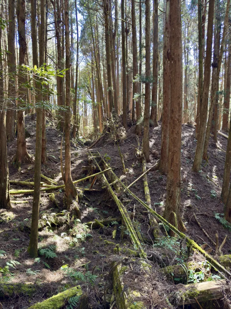 陽光下的鐵軌似乎透著某種帶有靈性的光影