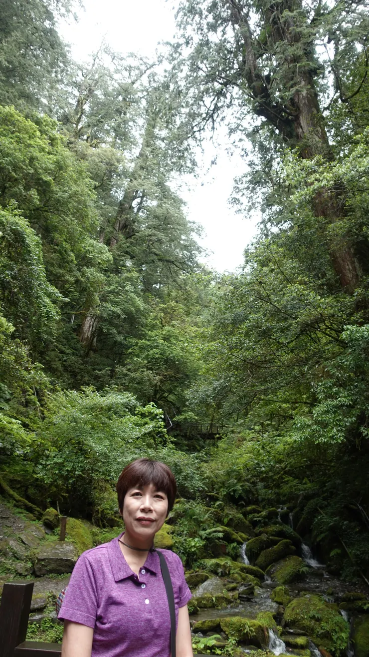 古木參天