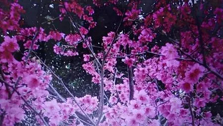 [新北美食]板橋區溪崑二街大坪數溪洲公園、私密賞櫻花地點的板