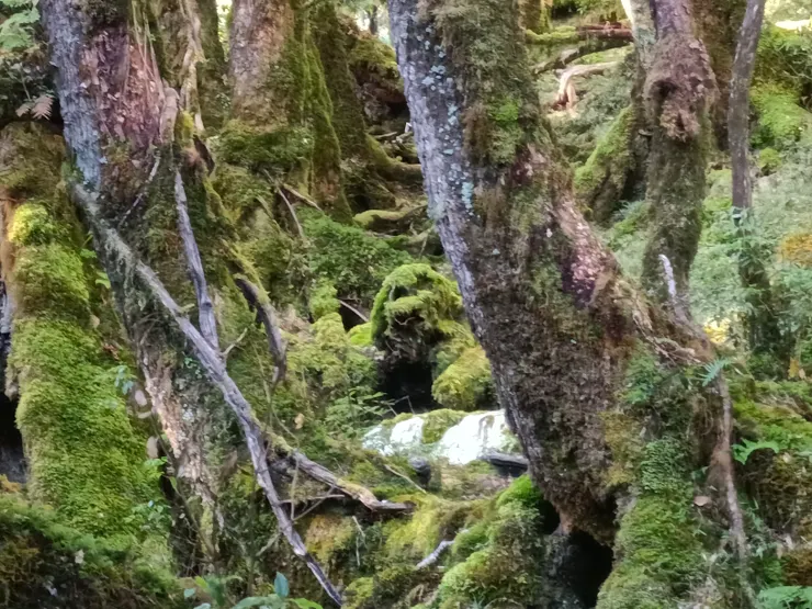 有看到一隻貴賓狗嗎？