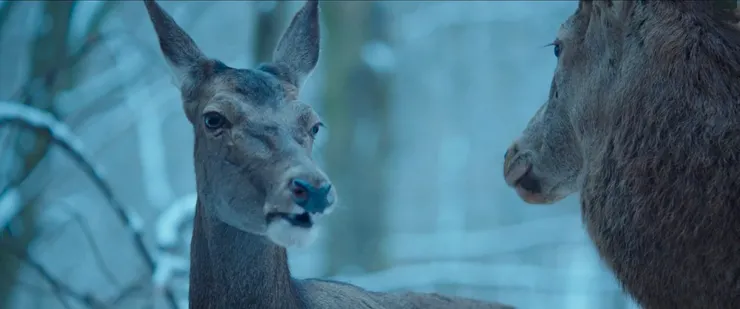 《夢鹿情謎》電影劇照／劇照提供：金馬影展