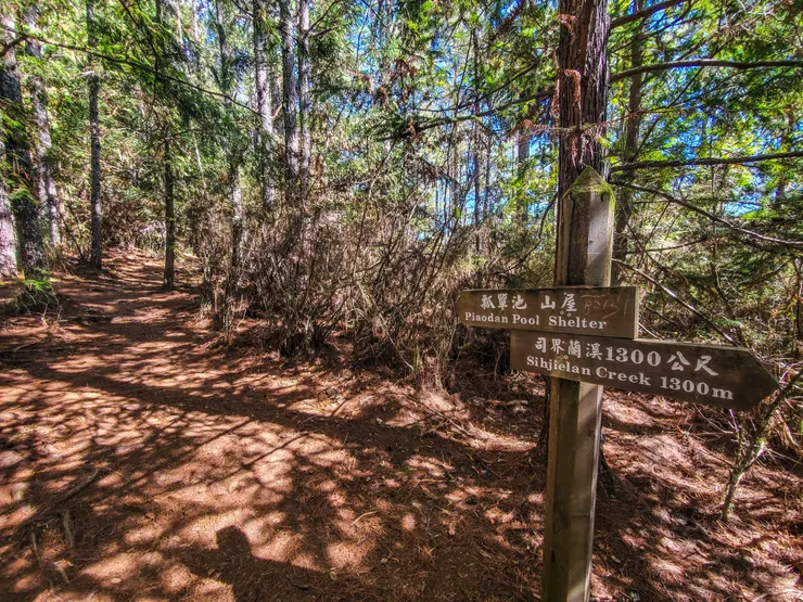 發現可以吊床的樹林