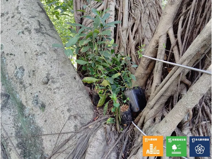 在A區的樹隙間栽進日照需求稍高的武薛藤，同樣做為誘蝶食草