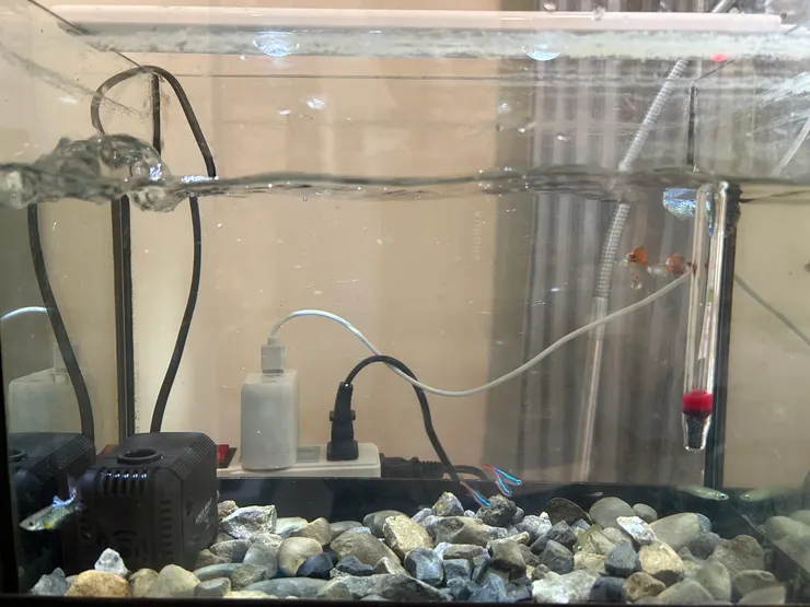 移除水草加了沉水馬達只剩下幾隻