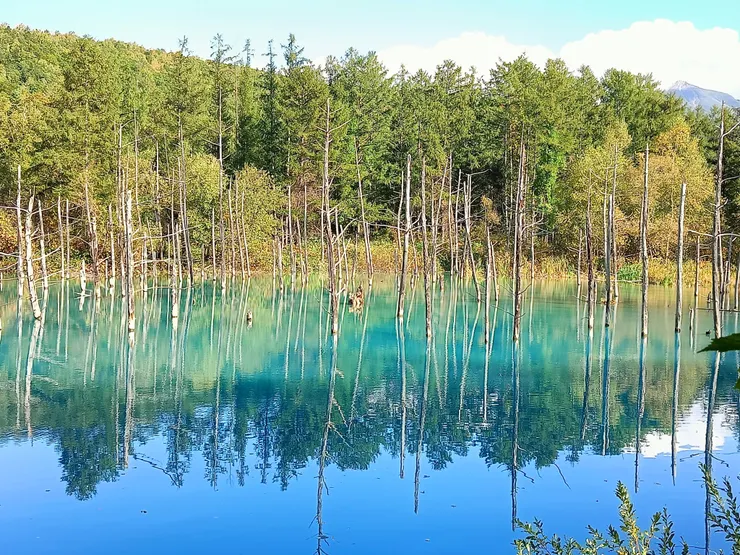 美瑛青池是這個巴士團的重點